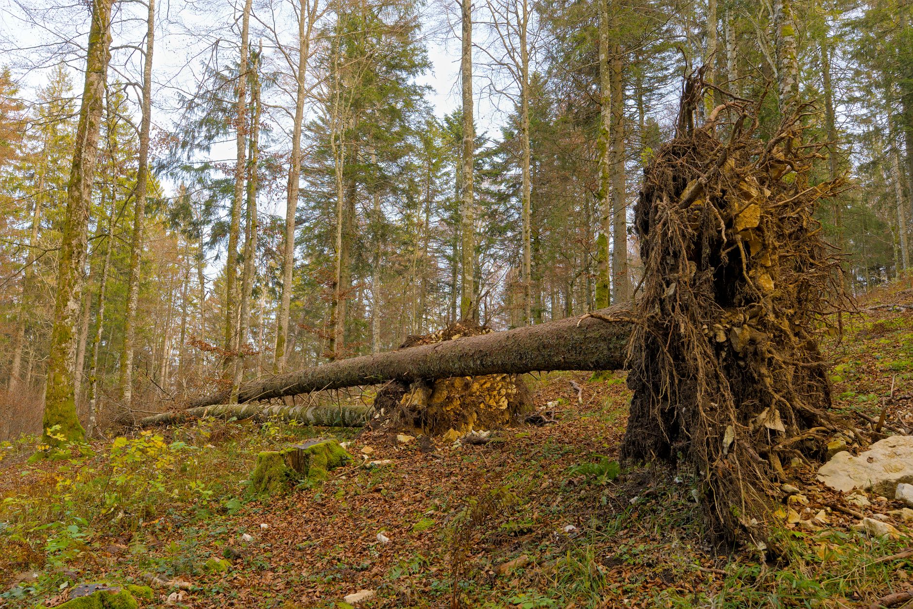 Enlèvement arbre urgence à Fougères